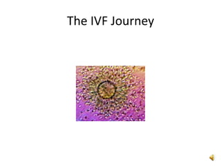 The IVF Journey
 