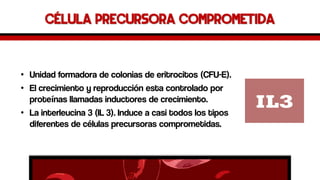 Célula precursora comprometida 
•Unidad formadora de colonias de eritrocitos (CFU-E). 
•El crecimiento y reproducción esta controlado por proteínas llamadas inductores de crecimiento. 
•La interleucina 3 (IL 3). Induce a casi todos los tipos diferentes de células precursoras comprometidas.  