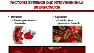 Factores externos que intervienen en la diferenciación 
•Eritrocito: 
–Poco oxigeno aumenta el desarrollo. 
•Leucocito: 
–Las infecciones provocan su desarrollo  