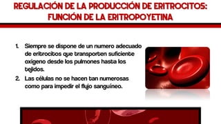 Regulación de la producción de eritrocitos: Función de la eritropoyetina 
1.Siempre se dispone de un numero adecuado de eritrocitos que transporten suficiente oxigeno desde los pulmones hasta los tejidos. 
2.Las células no se hacen tan numerosas como para impedir el flujo sanguíneo.  
