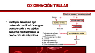 Oxigenación Tisular 
•Cualquier trastorno que reduzca la cantidad de oxigeno transportada a los tejidos aumenta habitualmente la producción de eritrocitos.  
