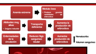 Anemia extrema 
Medula ósea 
•Producegrandescantidadesdeeritrocitos 
Altitudes muy altas 
•Oxigeno reducido 
Transporte deficiente 
Aumentala producción de eritrocitos 
Enfermedades de la circulación 
Reducen flujo sanguíneo tisular 
Aumenta producción de eritrocitos 
Hematocrito 
Volumen sanguíneo  