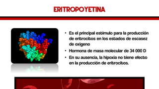 Eritropoyetina 
•Es el principal estimulo para la producción de eritrocitos en los estados de escasez de oxigeno 
•Hormona de masa molecular de 34 000 D 
•En su ausencia, la hipoxia no tiene efecto en la producción de eritrocitos.  
