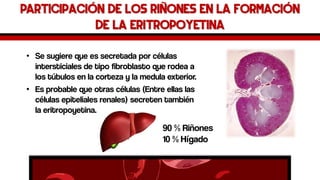 Participación de los riñones en la formación de la eritropoyetina 
•Se sugiere que es secretada por células intersticiales de tipo fibroblasto que rodea a los túbulos en la corteza y la medula exterior. 
•Es probable que otras células (Entre ellas las células epiteliales renales) secreten también la eritropoyetina. 
90%Riñones 
10%Hígado  