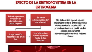 Efecto de la eritropoyetina en la eritrogenia 
Se determino que el efecto importante de la eritropoyetina es estimular la producción de proeritroblastosa partir de las células precursoras hematopoyéticas en la medula ósea. 
Animal o persona colocado en atmosfera con pocooxigeno 
Se forma eritropoyetina (En min a horas) 
La producción máximase da en 24 hrs. 
Los eritrocitos nuevos aparecen hasta 5 días después.  