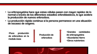 •La eritropoyetina hace que estas células pasen con mayor rapidez de lo normal a través de los diferentes estadios eritroblasticos, lo que acelera la producción de nuevos eritrocitos. 
•La producción rápida continua si la persona permanece en una situación de escasez de oxigeno. 
Producción de 
eritrocitos 
•Grandescantidadesdeeritropoyetina 
•Abundantehierro 
•Otrosnutrientes 
•Pocaproduccióndeeritrocitosenlamedulaósea  
