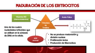 Maduración de los eritrocitos 
Vitamina B12 (cianocobalamina) 
Ácido Fólico 
Trifosfato de Timidina 
ADN 
anormal 
Uno de los cuatro nucleótidos trifosfato que se utilizan en la síntesis de DNA en la célula. 
•No se produce maduración y división nuclear. 
•Proliferación lenta 
•Producción de Macrocitos  
