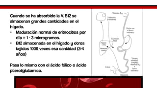 Cuando se ha absorbido la V. B12 se almacenan grandes cantidades en el hígado. 
•Maduración normal de eritrocitos por día = 1 -3 microgramos. 
•B12 almacenada en el hígado y otros tejidos 1000 veces esa cantidad (3-4 años) 
Pasa lo mismo con el ácido fólico o ácido pteroilglutamico.  