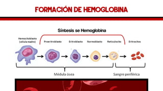 Formación de hemoglobina 
Síntesis se Hemoglobina  
