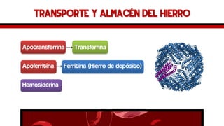 Transporte y almacén del hierro 
Apotransferrina→Transferrina 
Apoferritina→Ferritina (Hierro de depósito) 
Hemosiderina  