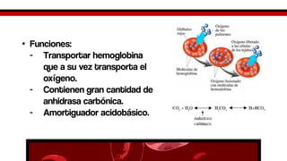 •Funciones: -Transportar hemoglobina que a su vez transporta el oxígeno. -Contienen gran cantidad de anhidrasacarbónica. -Amortiguador acidobásico.  