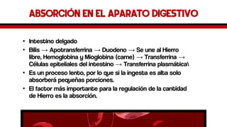 Absorción en el aparato digestivo 
•Intestino delgado 
•Bilis →Apotransferrina→Duodeno →Se une al Hierro libre, Hemoglobina y Mioglobina (carne) →Transferrina→ Células epiteliales del intestino →Transferrinaplasmática 
•Es un proceso lento, por lo que si la ingesta es alta solo absorberá pequeñas porciones. 
•El factor más importante para la regulación de la cantidad de Hierro es la absorción.  