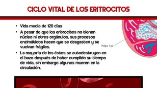 Ciclo vital de los eritrocitos 
•Vida media de 120 días 
•A pesar de que los eritrocitos no tienen núcleo niotros orgánulos, sus procesos enzimáticos hacen que se desgasten y se vuelvan frágiles. 
•La mayoría de los éstos se autodestruyen en el bazo después de haber cumplido su tiempo de vida, sin embargo algunos mueren en la circulación.  
