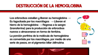 Destrucción de la hemoglobina 
Los eritrocitos estallan y liberan su hemoglobina → Esfagocitada por los macrófagos →Liberan el hierro de la hemoglobina →Regresa a la sangre (transferrina) para la producción de eritrocitos nuevos o almacenarse en forma de ferritina. 
La porción porfirinade la molécula de hemoglobina es convertida por los macrófagos, por medio de una serie de pasos, en el pigmento biliar bilirrubina.  