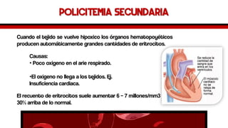 Policitemia secundaria 
Cuandoeltejidosevuelvehipoxicolosórganoshematopoyéticosproducenautomáticamentegrandescantidadesdeeritrocitos. 
Causas: 
•Pocooxigenoen el arierespirado. 
•El oxigenono llegaa los tejidos. Ej. Insuficienciacardiaca. 
Elrecuentodeeritrocitossueleaumentar6–7millones/mm3 
30%arribadelonormal.  