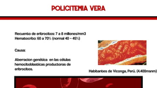 Policitemia vera 
Recuentodeeritrocitos:7a8millones/mm3 
Hematocrito:60a70%(normal40–45%) 
HabitantesdeViconga,Perú.(4.400msnm) 
Causa: 
Aberraciongenéticaen lascélulashemocitoblasticasproductorasde eritrocitos.  