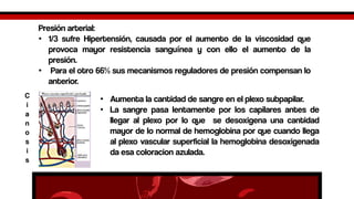 Presiónarterial: 
•1/3sufreHipertensión,causadaporelaumentodelaviscosidadqueprovocamayorresistenciasanguíneayconelloelaumentodelapresión. 
•Paraelotro66%susmecanismosreguladoresdepresióncompensanloanterior. 
Cianosis 
•Aumentalacantidaddesangreenelplexosubpapilar. 
•Lasangrepasalentamenteporloscapilaresantesdellegaralplexoporloquesedesoxigenaunacantidadmayordelonormaldehemoglobinaporquecuandollegaalplexovascularsuperficiallahemoglobinadesoxigenadadaesacoloracionazulada.  