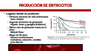Producción de Eritrocitos 
•Lugares donde se producen: 
–Primeras semanas de vida embrionaria: Saco vitelino 
–Segundo trimestre de gestación: Hígado, (bazo y ganglios linfáticos) 
–Último mes de gestación hasta los 5 años: Médula Ósea 
–Mayor de 20 años: Huesos membranosos (vertebras, esternón, costillasy los iliacos)  