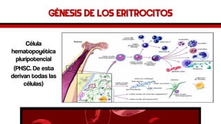 Génesis de los eritrocitos 
Célula hematopoyética pluripotencial 
(PHSC. De esta derivan todas las células)  