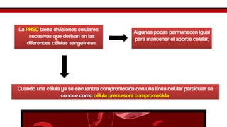 LaPHSCtiene divisiones celulares sucesivas que derivan en las diferentes células sanguíneas. 
Algunas pocas permanecen igual para mantener el aporte celular. 
Cuando una célula ya se encuentra comprometida con una línea celular particular se conoce como célula precursora comprometida.  