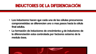 Inductores de la diferenciación 
•Los inductores hacen que cada una de las células precursoras comprometidas se diferencien uno o mas pasos hacia la célula final adulta. 
•La formación de inductores de crecimiento y de inductores de la diferenciación esta controlada por factores externo de la medula ósea.  