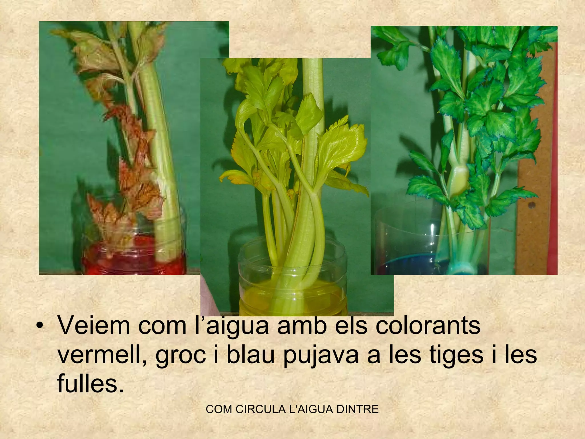 Veiem com l’aigua amb els colorants vermell, groc i blau pujava a les tiges i les fulles. 
