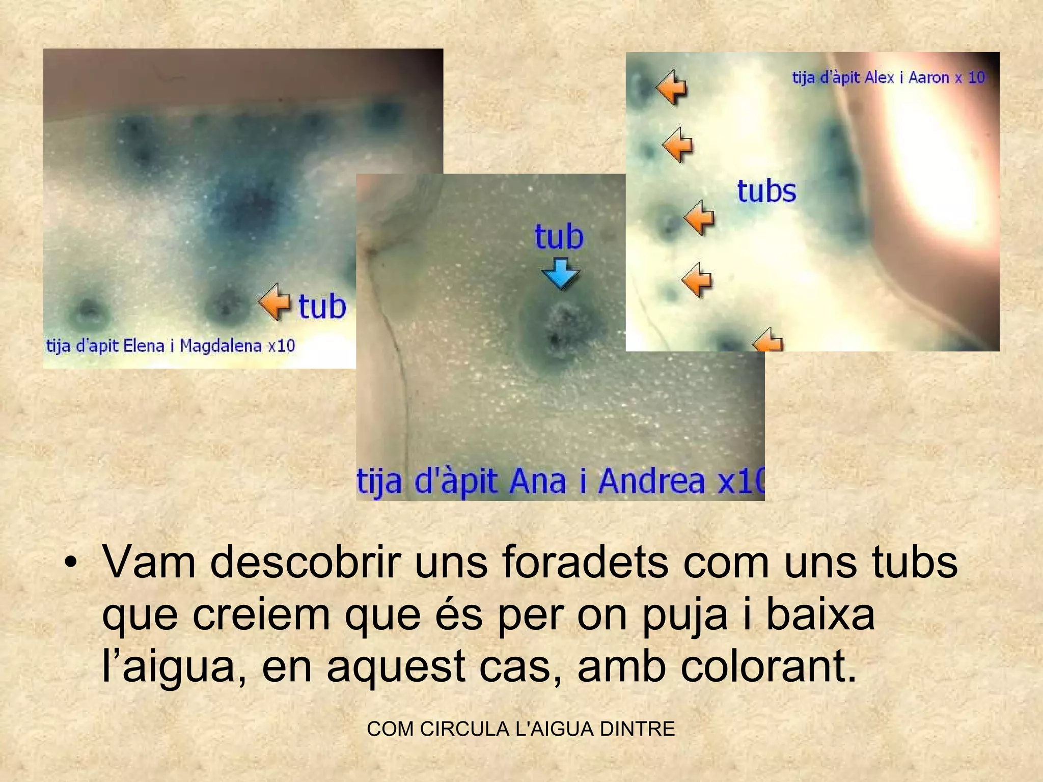 Vam descobrir uns foradets com uns tubs que creiem que és per on puja i baixa l’aigua, en aquest cas, amb colorant. 