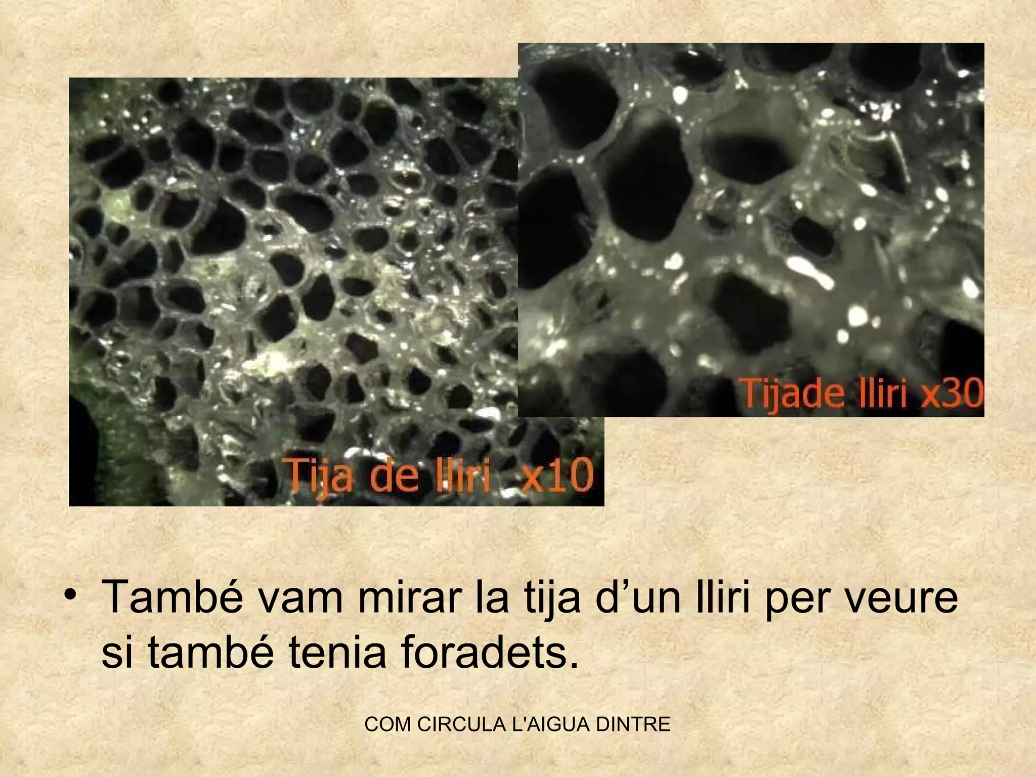 També vam mirar la tija d’un lliri per veure si també tenia foradets. 