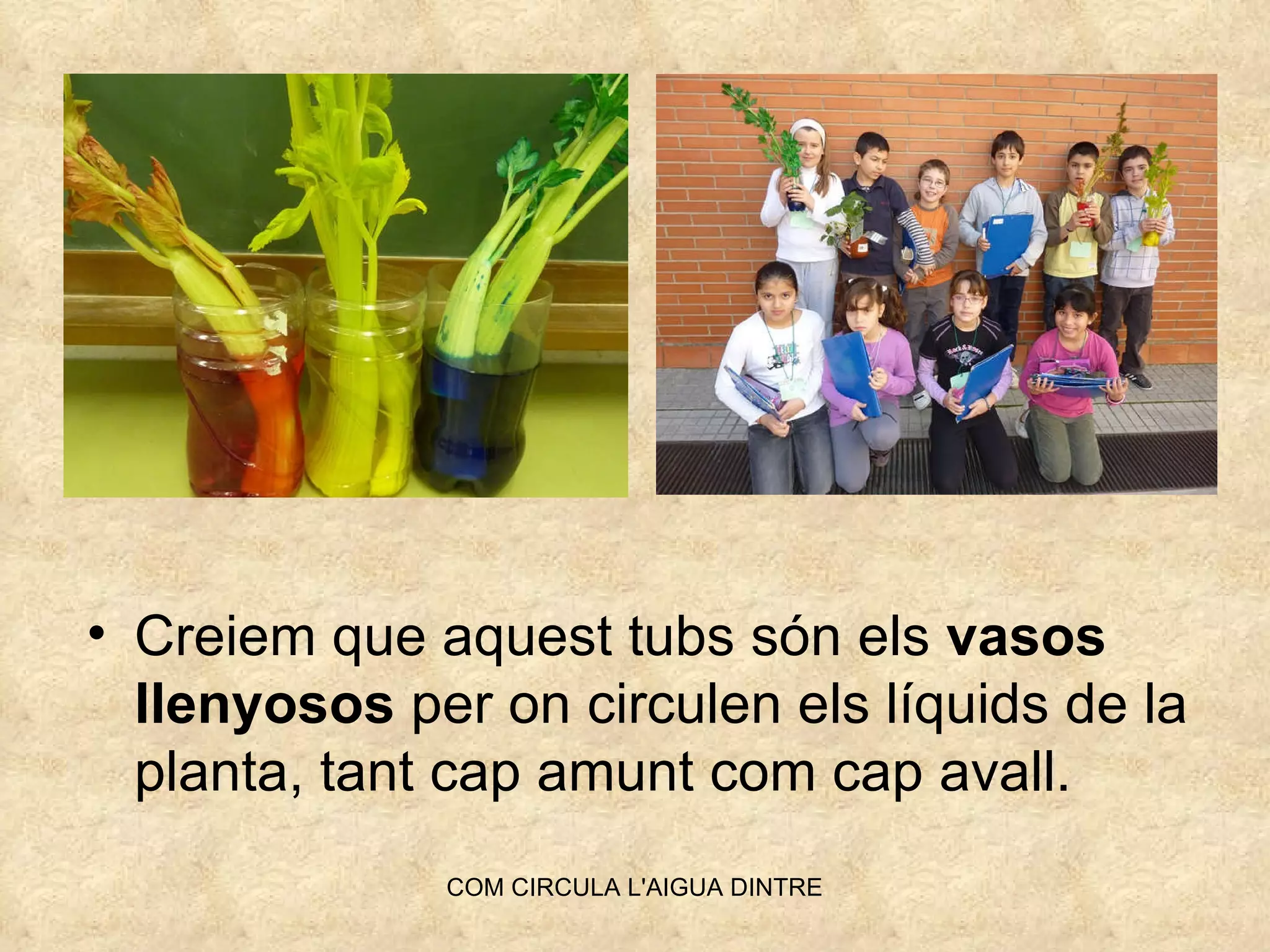 Creiem que aquest tubs són els  vasos llenyosos  per on circulen els líquids de la planta, tant cap amunt com cap avall. 
