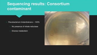 Sequencing results: Consortium
contaminant
○ Flavobacterium lindanitolerans – 100%
○ No presence of nitrate reductase
○ Diverse metabolism
 