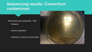 Sequencing results: Consortium
contaminant
○ Stenotrophomonas maltophilia – 99%
○ Predatory
○ Diverse metabolism
○ Ubiquitous in aqueous environments
 