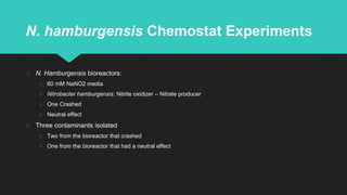 N. hamburgensis Chemostat Experiments
○ N. Hamburgensis bioreactors:
○ 60 mM NaNO2 media
○ Nitrobacter hamburgensis: Nitrite oxidizer – Nitrate producer
○ One Crashed
○ Neutral effect
○ Three contaminants isolated
○ Two from the bioreactor that crashed
○ One from the bioreactor that had a neutral effect
 