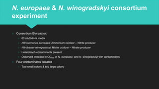 N. europaea & N. winogradskyi consortium
experiment
○ Consortium Bioreactor:
○ 60 mM NH4+ media
○ Nitrosomonas europaea: Ammonium oxidizer – Nitrite producer
○ Nitrobacter winogradskyi: Nitrite oxidizer – Nitrate producer
○ Heterotroph contaminants present
○ Observed increase in OD600 of N. europaea and N. winogradskyi with contaminants
○ Four contaminants isolated
○ Two small colony & two large colony
 