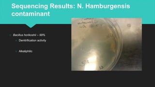 Sequencing Results: N. Hamburgensis
contaminant
○ Bacillus horikoshii – 99%
○ Denitrification activity
○ Alkaliphilic
 