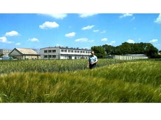 Czembor JH IHAR Barley Field