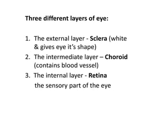 Three different layers of eye:
1. The external layer - Sclera (white
& gives eye it’s shape)
2. The intermediate layer – Choroid
(contains blood vessel)
3. The internal layer - Retina
the sensory part of the eye
 