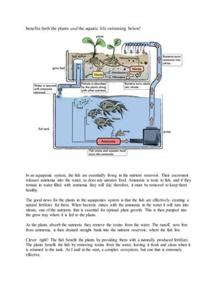 benefits both the plants and the aquatic life swimming below!
In an aquaponic system, the fish are essentially living in the nutrient reservoir. Their excrement
releases ammonia into the water, as does any uneaten food. Ammonia is toxic to fish, and if they
remain in water filled with ammonia they will die; therefore, it must be removed to keep them
healthy.
The good news for the plants in the aquaponics system is that the fish are effectively creating a
natural fertilizer for them. When bacteria mixes with the ammonia in the water it will turn into
nitrate, one of the nutrients that is essential for optimal plant growth. This is then pumped into
the grow tray where it is fed to the plants.
As the plants absorb the nutrients they remove the toxins from the water. The runoff, now free
from ammonia, is then drained straight bank into the nutrient reservoir, where the fish live.
Clever right? The fish benefit the plants by providing them with a naturally produced fertilizer.
The plants benefit the fish by removing toxins from the water, leaving it fresh and clean when it
is returned to the tank. As I said at the start, a complex ecosystem, but one that is extremely
effective.
 