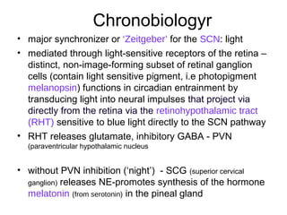 Chronobiologyr
• major synchronizer or ‘Zeitgeber’ for the SCN: light
• mediated through light-sensitive receptors of the retina –
distinct, non-image-forming subset of retinal ganglion
cells (contain light sensitive pigment, i.e photopigment
melanopsin) functions in circadian entrainment by
transducing light into neural impulses that project via
directly from the retina via the retinohypothalamic tract
(RHT) sensitive to blue light directly to the SCN pathway
• RHT releases glutamate, inhibitory GABA - PVN
(paraventricular hypothalamic nucleus
• without PVN inhibition (‘night’) - SCG (superior cervical
ganglion) releases NE-promotes synthesis of the hormone
melatonin (from serotonin) in the pineal gland
 