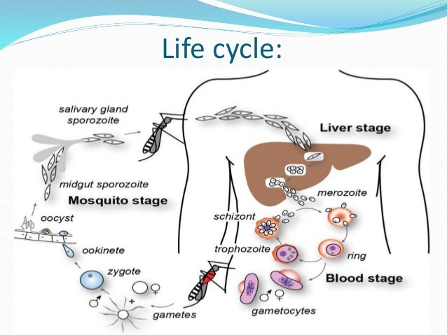 smear blood test p DIAGNOSIS OF MALARIA AND MANAGEMENT