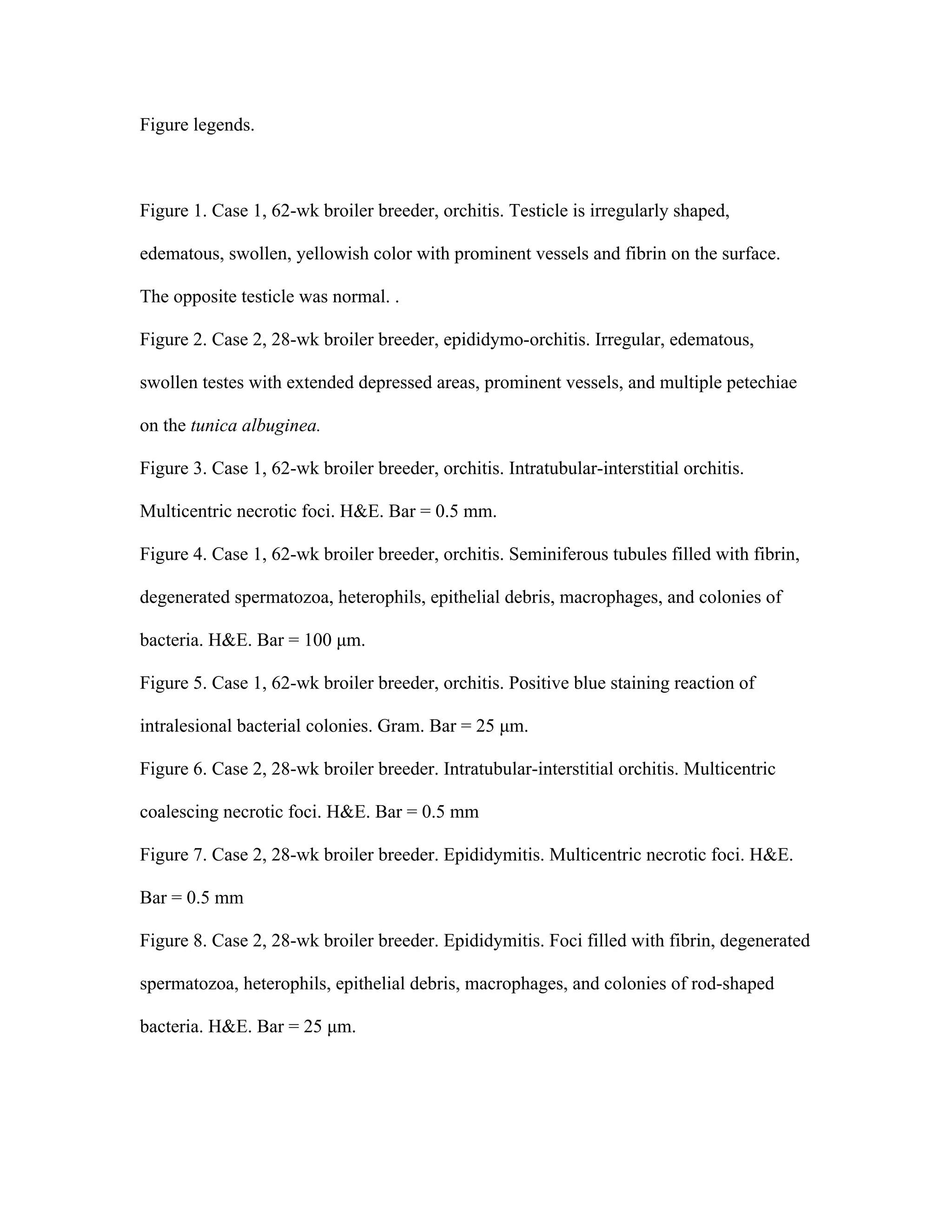 Figure legends.
Figure 1. Case 1, 62-wk broiler breeder, orchitis. Testicle is irregularly shaped,
edematous, swollen, yellowish color with prominent vessels and fibrin on the surface.
The opposite testicle was normal. .
Figure 2. Case 2, 28-wk broiler breeder, epididymo-orchitis. Irregular, edematous,
swollen testes with extended depressed areas, prominent vessels, and multiple petechiae
on the tunica albuginea.
Figure 3. Case 1, 62-wk broiler breeder, orchitis. Intratubular-interstitial orchitis.
Multicentric necrotic foci. H&E. Bar = 0.5 mm.
Figure 4. Case 1, 62-wk broiler breeder, orchitis. Seminiferous tubules filled with fibrin,
degenerated spermatozoa, heterophils, epithelial debris, macrophages, and colonies of
bacteria. H&E. Bar = 100 µm.
Figure 5. Case 1, 62-wk broiler breeder, orchitis. Positive blue staining reaction of
intralesional bacterial colonies. Gram. Bar = 25 µm.
Figure 6. Case 2, 28-wk broiler breeder. Intratubular-interstitial orchitis. Multicentric
coalescing necrotic foci. H&E. Bar = 0.5 mm
Figure 7. Case 2, 28-wk broiler breeder. Epididymitis. Multicentric necrotic foci. H&E.
Bar = 0.5 mm
Figure 8. Case 2, 28-wk broiler breeder. Epididymitis. Foci filled with fibrin, degenerated
spermatozoa, heterophils, epithelial debris, macrophages, and colonies of rod-shaped
bacteria. H&E. Bar = 25 µm.
 