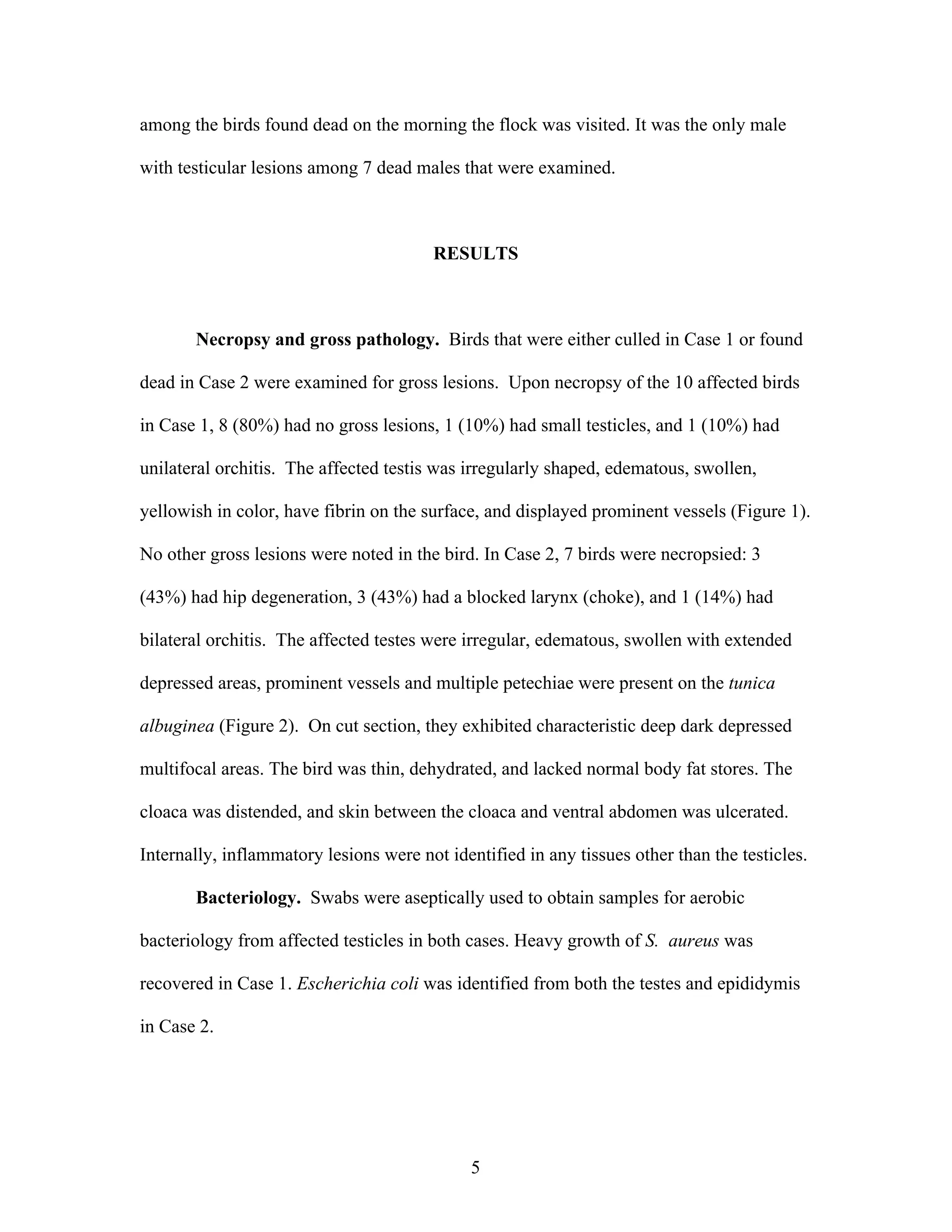 5
among the birds found dead on the morning the flock was visited. It was the only male
with testicular lesions among 7 dead males that were examined.
RESULTS
Necropsy and gross pathology. Birds that were either culled in Case 1 or found
dead in Case 2 were examined for gross lesions. Upon necropsy of the 10 affected birds
in Case 1, 8 (80%) had no gross lesions, 1 (10%) had small testicles, and 1 (10%) had
unilateral orchitis. The affected testis was irregularly shaped, edematous, swollen,
yellowish in color, have fibrin on the surface, and displayed prominent vessels (Figure 1).
No other gross lesions were noted in the bird. In Case 2, 7 birds were necropsied: 3
(43%) had hip degeneration, 3 (43%) had a blocked larynx (choke), and 1 (14%) had
bilateral orchitis. The affected testes were irregular, edematous, swollen with extended
depressed areas, prominent vessels and multiple petechiae were present on the tunica
albuginea (Figure 2). On cut section, they exhibited characteristic deep dark depressed
multifocal areas. The bird was thin, dehydrated, and lacked normal body fat stores. The
cloaca was distended, and skin between the cloaca and ventral abdomen was ulcerated.
Internally, inflammatory lesions were not identified in any tissues other than the testicles.
Bacteriology. Swabs were aseptically used to obtain samples for aerobic
bacteriology from affected testicles in both cases. Heavy growth of S. aureus was
recovered in Case 1. Escherichia coli was identified from both the testes and epididymis
in Case 2.
 