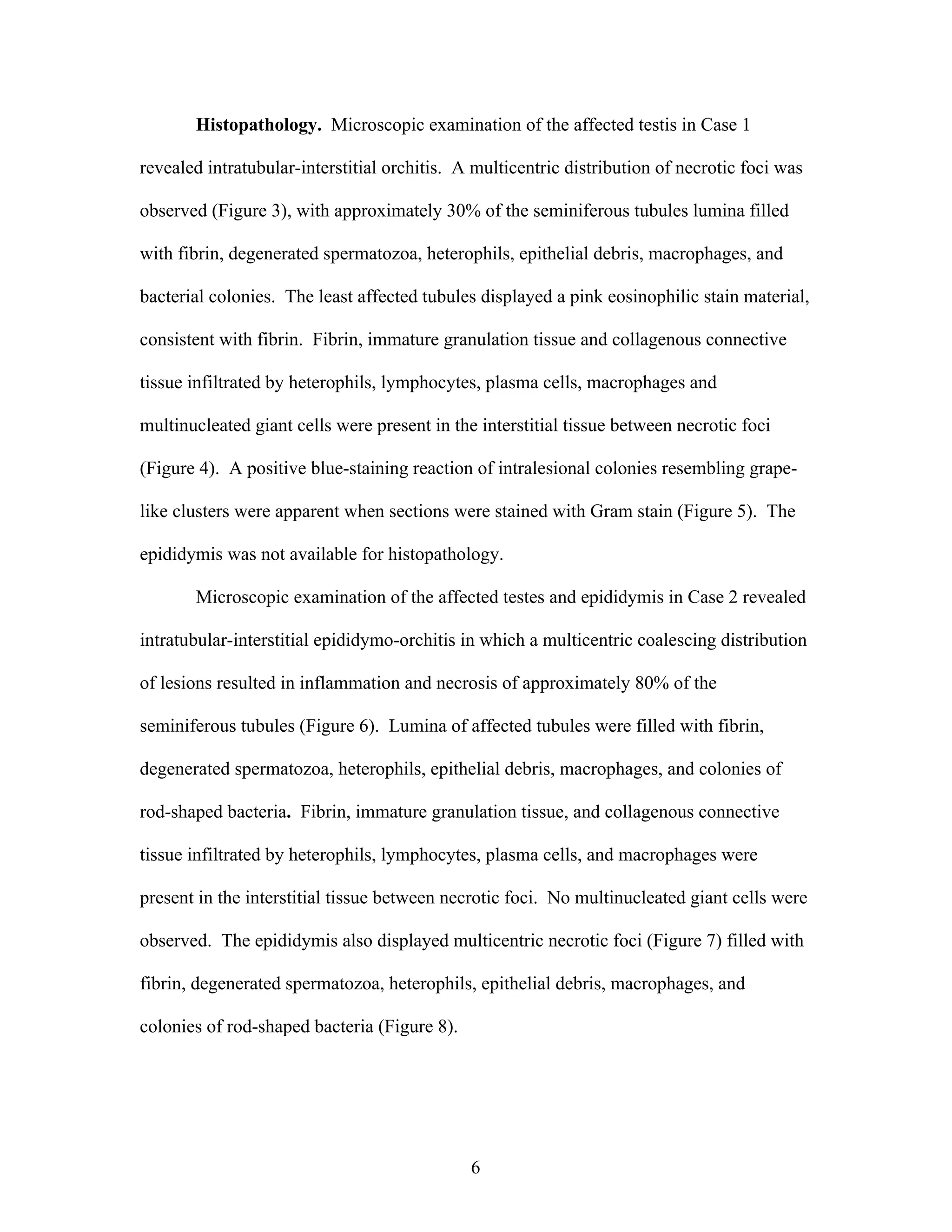 6
Histopathology. Microscopic examination of the affected testis in Case 1
revealed intratubular-interstitial orchitis. A multicentric distribution of necrotic foci was
observed (Figure 3), with approximately 30% of the seminiferous tubules lumina filled
with fibrin, degenerated spermatozoa, heterophils, epithelial debris, macrophages, and
bacterial colonies. The least affected tubules displayed a pink eosinophilic stain material,
consistent with fibrin. Fibrin, immature granulation tissue and collagenous connective
tissue infiltrated by heterophils, lymphocytes, plasma cells, macrophages and
multinucleated giant cells were present in the interstitial tissue between necrotic foci
(Figure 4). A positive blue-staining reaction of intralesional colonies resembling grape-
like clusters were apparent when sections were stained with Gram stain (Figure 5). The
epididymis was not available for histopathology.
Microscopic examination of the affected testes and epididymis in Case 2 revealed
intratubular-interstitial epididymo-orchitis in which a multicentric coalescing distribution
of lesions resulted in inflammation and necrosis of approximately 80% of the
seminiferous tubules (Figure 6). Lumina of affected tubules were filled with fibrin,
degenerated spermatozoa, heterophils, epithelial debris, macrophages, and colonies of
rod-shaped bacteria. Fibrin, immature granulation tissue, and collagenous connective
tissue infiltrated by heterophils, lymphocytes, plasma cells, and macrophages were
present in the interstitial tissue between necrotic foci. No multinucleated giant cells were
observed. The epididymis also displayed multicentric necrotic foci (Figure 7) filled with
fibrin, degenerated spermatozoa, heterophils, epithelial debris, macrophages, and
colonies of rod-shaped bacteria (Figure 8).
 