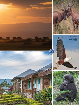 2|15 Spotlight 15
Topi antelope;
a ﬁsh eagle;
a baby gorilla in
Bwindi
 