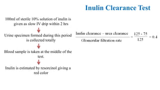 Inulin Clearance Test
100ml of sterile 10% solution of inulin is
given as slow IV drip within 2 hrs
Urine specimen formed during this period
is collected totally
Blood sample is taken at the middle of the
test.
Inulin is estimated by resorcinol giving a
red color
 