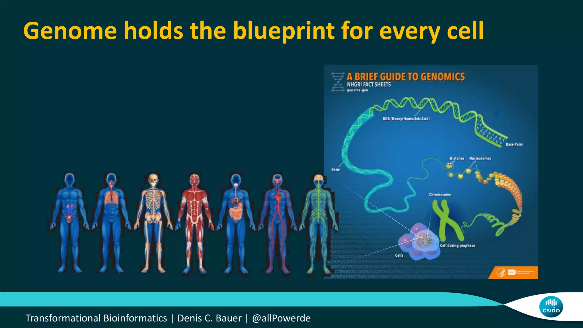 Genome holds the blueprint for every cell
Transformational Bioinformatics | Denis C. Bauer | @allPowerde
 