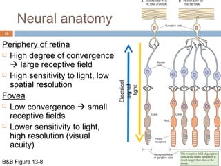 Neural anatomy 
10 
Periphery of retina 
 High degree of convergence 
 large receptive field 
 High sensitivity to light, low 
spatial resolution 
Fovea 
 Low convergence  small 
receptive fields 
 Lower sensitivity to light, 
high resolution (visual 
acuity) 
B&B Figure 13-8 
Electrical 
signal 
light 
 