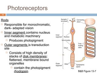 Photoreceptors 
12 
Rods 
 Responsible for monochromatic, 
dark- adapted vision 
 Inner segment contains nucleus 
and metabolic machinery 
 Produces photopigment 
 Outer segments is transduction 
site 
 Consists of high density of 
stacks of disk membranes: 
flattened, membrane bound 
organelles 
 contain the photopigment 
rhodopsin 
v 
v 
B&B Figure 13-7 
 
