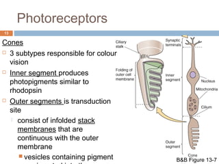 Photoreceptors 
13 
Cones 
 3 subtypes responsible for colour 
vision 
 Inner segment produces 
photopigments similar to 
rhodopsin 
 Outer segments is transduction 
site 
 consist of infolded stack 
membranes that are 
continuous with the outer 
membrane 
 vesicles containing pigment 
are inserted into the 
B&B Figure 13-7 
 