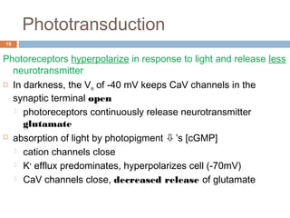 Phototransduction 
15 
Photoreceptors hyperpolarize in response to light and release less 
neurotransmitter 
 In darkness, the Vm of -40 mV keeps CaV channels in the 
synaptic terminal open 
 photoreceptors continuously release neurotransmitter 
glutamate 
 absorption of light by photopigment ’s [cGMP] 
 cation channels close 
 K+ efflux predominates, hyperpolarizes cell (-70mV) 
 CaV channels close, decreased release of glutamate 
 