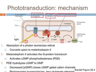 Phototransduction: mechanism 
17 
light 
1. Absorption of a photon isomerizes retinal 
a) Converts opsin to metarhodopsin II 
2. Metarodophsin II activates the G-protein transducin 
a) Activates cGMP phosphodiesterase (PDE) 
3. PDE hydrolyzes cGMP to GMP 
a) Decreased [cGMP] closes cGMP gated cation channels 
b) Photoreceptor hyperpolarizes, less glutamate released Kandel Figure 26-4 
 